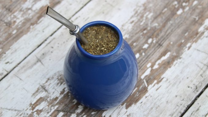 Ostrokrzew paragwajski - popularny napój yerba mate
